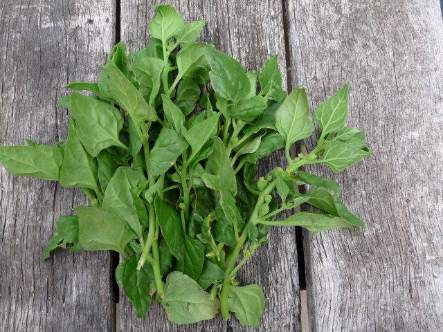 Warrigal spinach